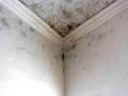 Best Mold Odor Removal Services in Taylorvle, IL