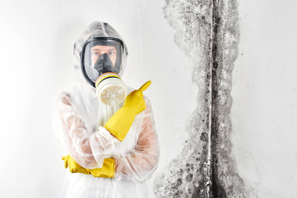 Best Environmental Consulting for Mold Prevention in Taylorvle, IL