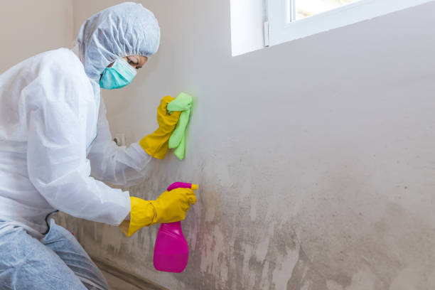 Best Asbestos and Lead Testing During Mold Inspection in Taylorvle, IL