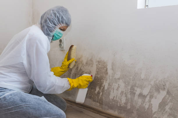 Best Basement Mold Removal in Taylorvle, IL