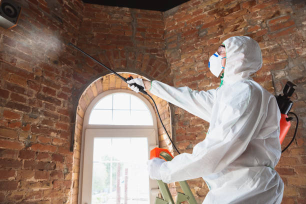 Best Residential Mold Inspection & Testing in Taylorvle, IL