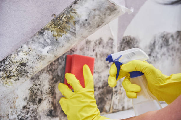 Why You Should Choose Our Mold Remediation Services in Taylorville, IL